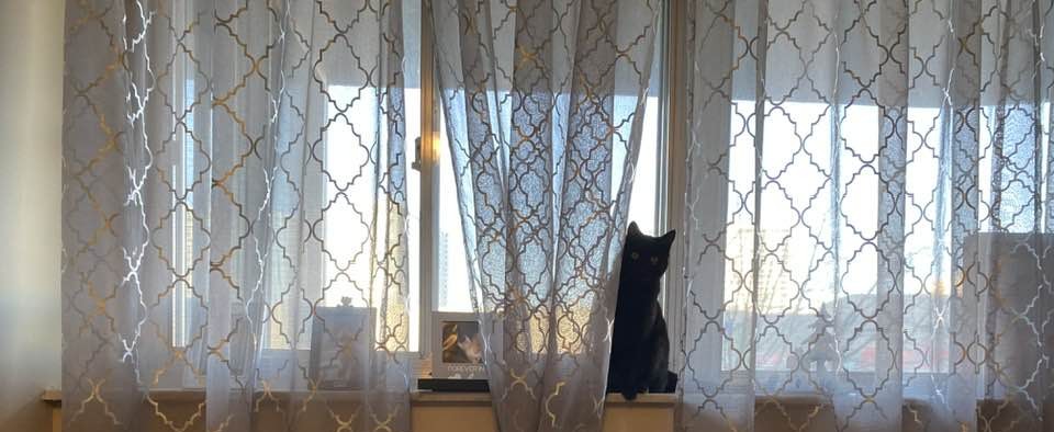 Poetry readings and kitty